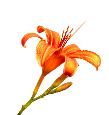 Lily çiçekleri beyaz bir arka planda izole edilmiş, yakın plan. Portakal çiçeği tomurcukları, izole. Bahar, bir buket. Çiçek..
