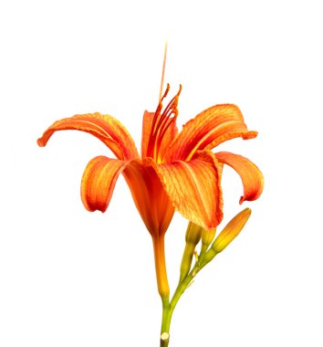 Lily çiçekleri beyaz bir arka planda izole edilmiş, yakın plan. Portakal çiçeği tomurcukları, izole. Bahar, bir buket. Çiçek..