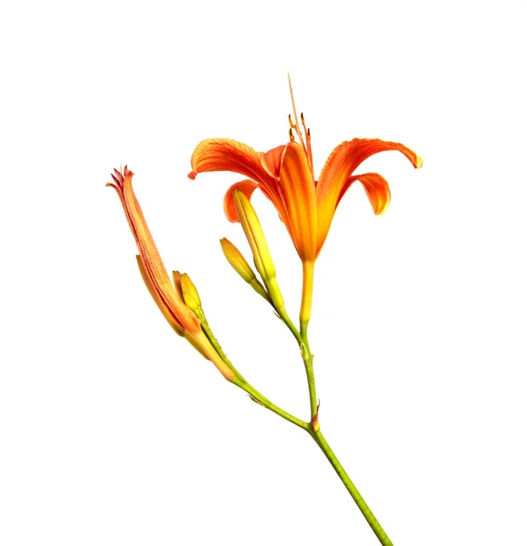 ユリの花は白い背景に隔離され 閉じています オレンジの百合の花の芽を分離します フロリティクス — ストック写真