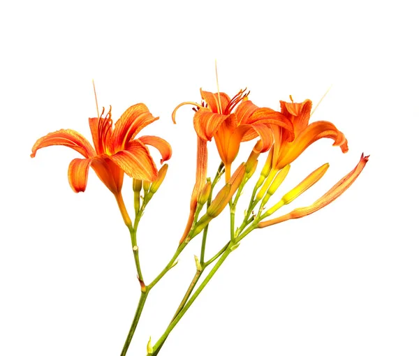 Lily Flowers Isolated White Background Closeup Buds Orange Daylily Flower — Stock Photo, Image