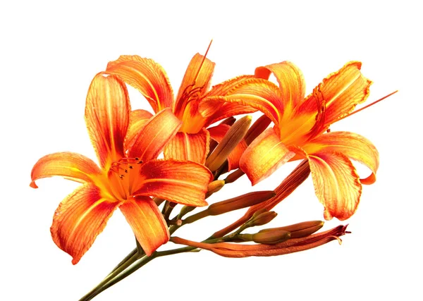 ユリの花は白い背景に隔離され 閉じています オレンジの百合の花の芽を分離します フロリティクス — ストック写真