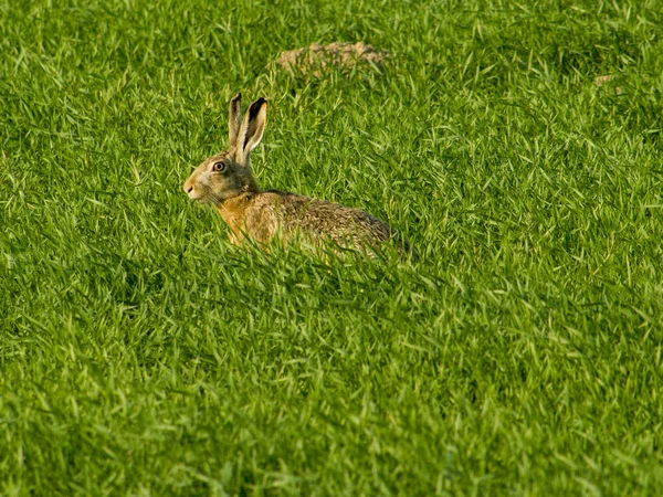 alan üzerinde gri Tavşan