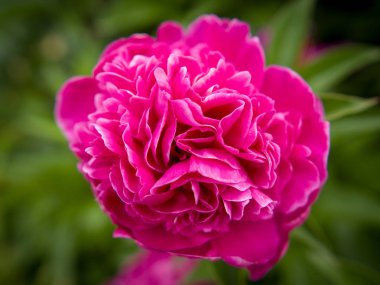 Pembe çiçek yaklaş