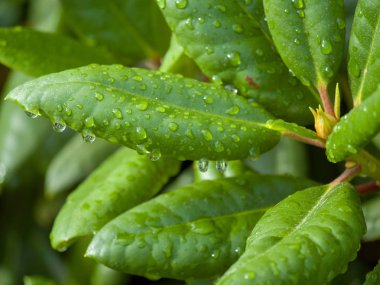 Waterdrops yeşil yapraklar