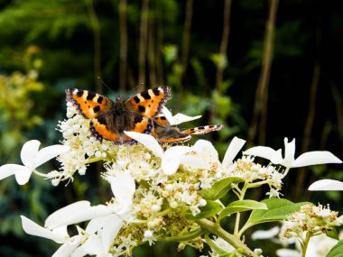 Çiçekte turuncu kelebek