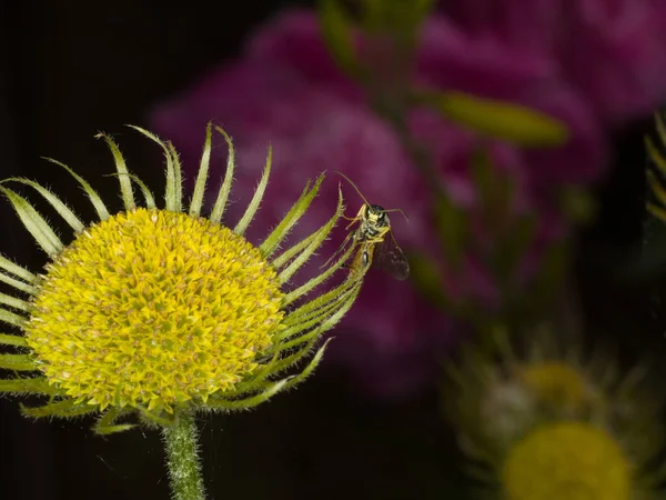 Insecte Sur Fleur Jaune — Photo