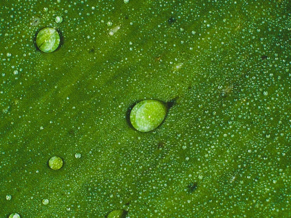 Morning Dew Close — Stock Photo, Image