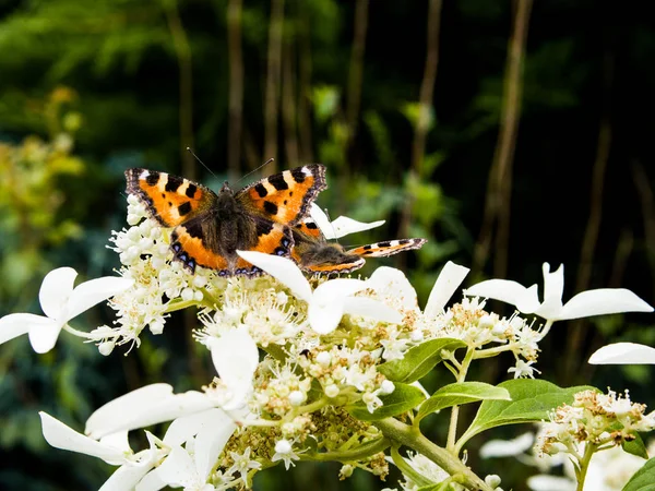 Çiçekte turuncu kelebek