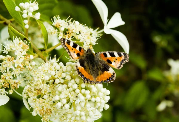 Çiçekte turuncu kelebek