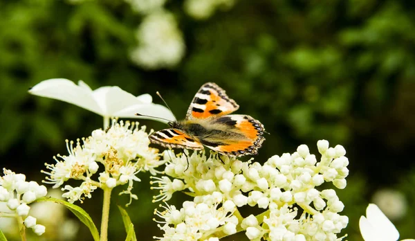 Çiçekte turuncu kelebek