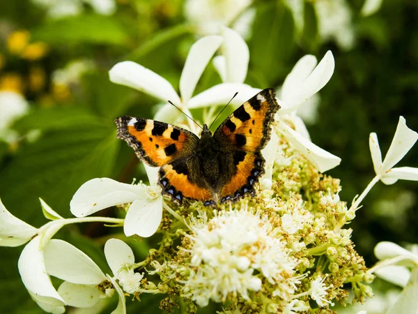 Çiçekte turuncu kelebek
