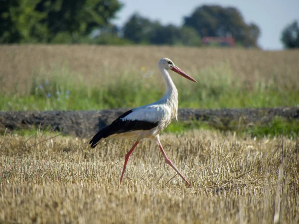 Cegonha Caminhando Campo — Fotografia de Stock