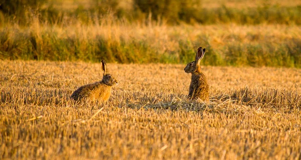 two gray hares talking
