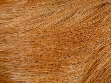 Altın geri almak kürk makro doku