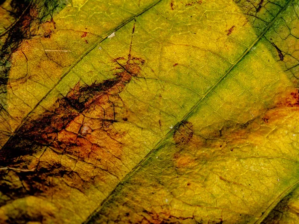 Leaf structure background old