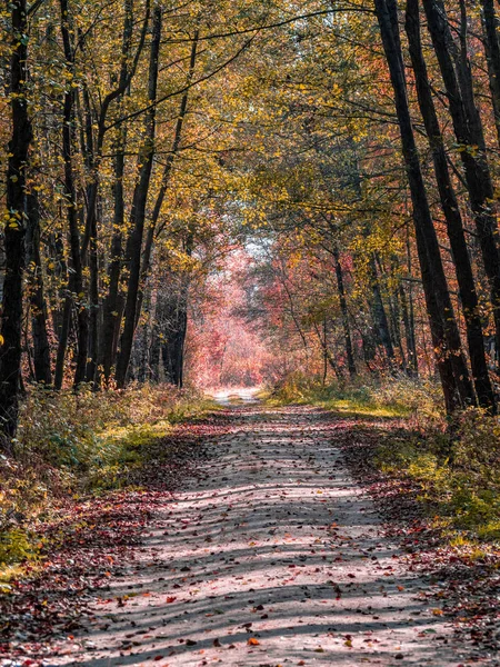 春から秋への移行は美しいオレンジと赤を基調としながら森の中の道 — ストック写真