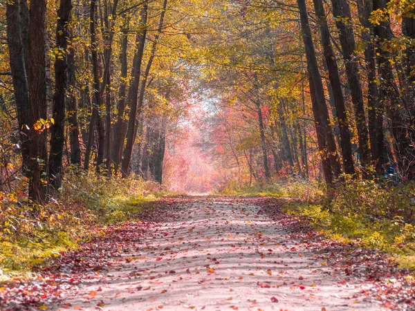 Camino Los Bosques Mientras Que Transición Primavera Otoño Con Hermosos — Foto de Stock