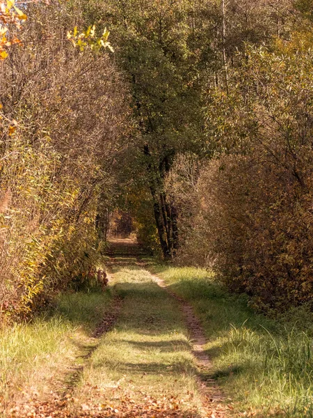 Route Dans Les Bois Pendant Transition Printemps Automne Avec Belles — Photo