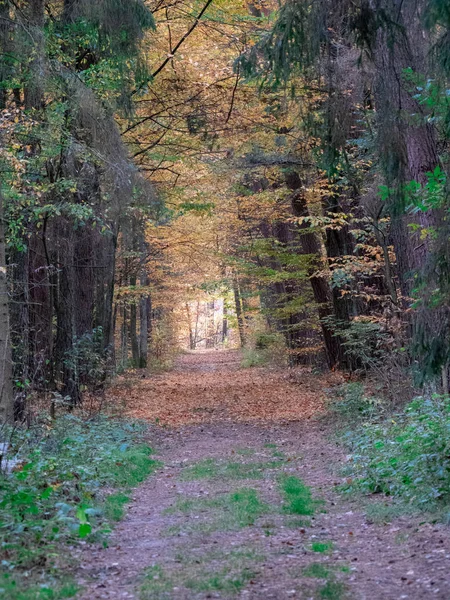 bahar güzel turuncu ve kırmızı tonları ile sonbahar geçiş sırasında ormanda yol