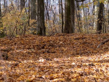 bahar güzel turuncu ve kırmızı tonları ile sonbahar geçiş sırasında ormanda yol
