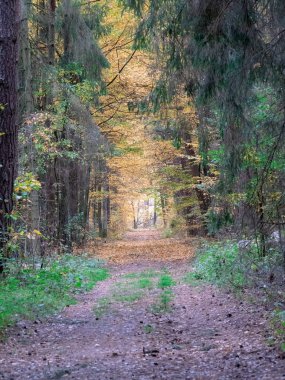 bahar güzel turuncu ve kırmızı tonları ile sonbahar geçiş sırasında ormanda yol