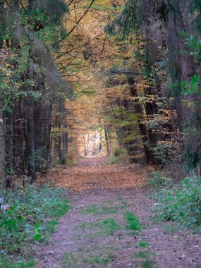 bahar güzel turuncu ve kırmızı tonları ile sonbahar geçiş sırasında ormanda yol