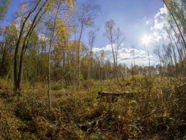 bahar güzel turuncu ve kırmızı tonları ile sonbahar geçiş sırasında ormanda yol