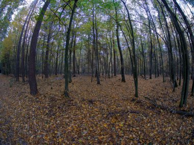 bahar güzel turuncu ve kırmızı tonları ile sonbahar geçiş sırasında ormanda yol