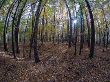 bahar güzel turuncu ve kırmızı tonları ile sonbahar geçiş sırasında ormanda yol