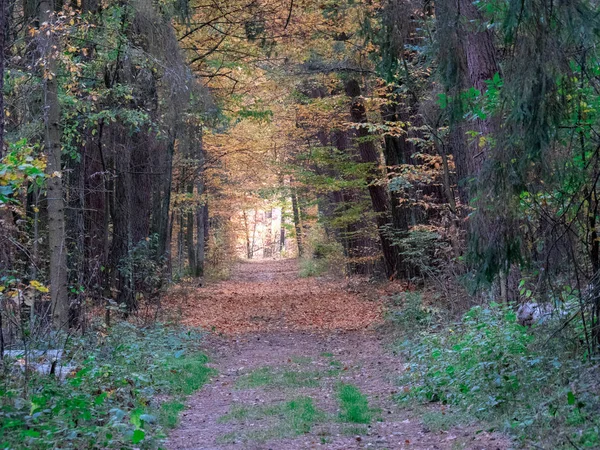 Estrada Floresta Enquanto Primavera Para Outono Transição Com Belos Tons — Fotografia de Stock