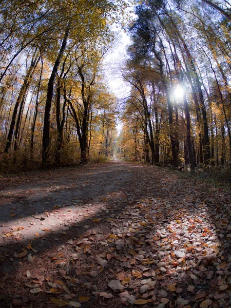 春から秋への移行は美しいオレンジと赤を基調としながら森の中の道 — ストック写真