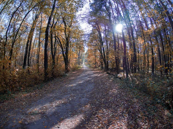 Route Dans Les Bois Pendant Transition Printemps Automne Avec Belles — Photo