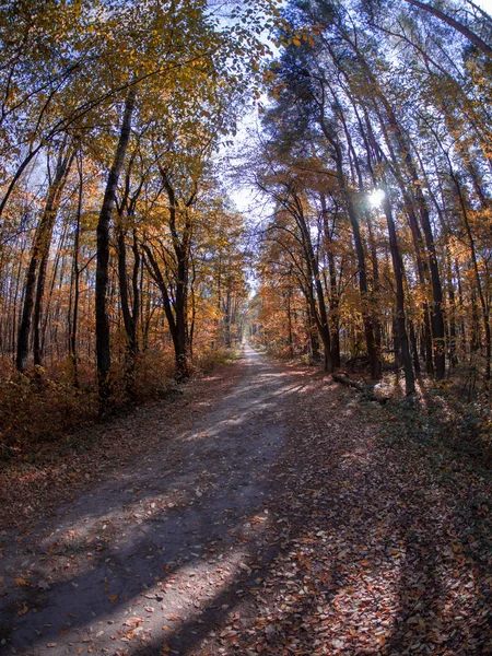 Camino Los Bosques Mientras Que Transición Primavera Otoño Con Hermosos — Foto de Stock