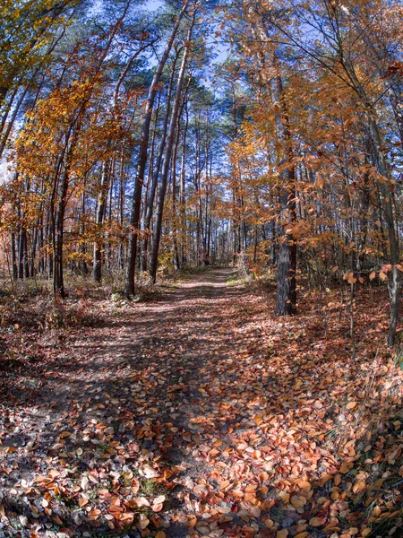 Route Dans Les Bois Pendant Transition Printemps Automne Avec Belles — Photo