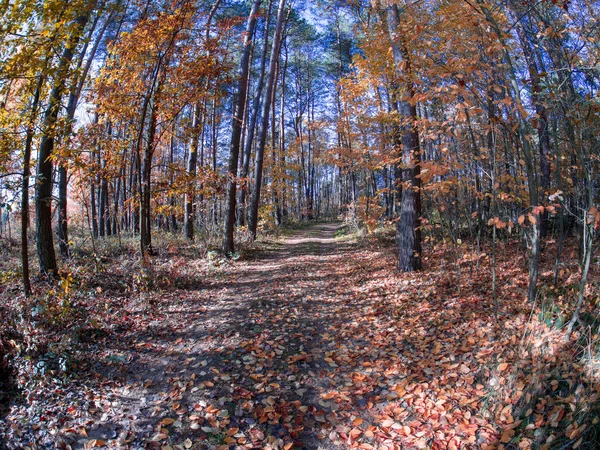 Δρόμο Στο Δάσος Ενώ Την Άνοιξη Έως Φθινόπωρο Μετάβαση Όμορφες — Φωτογραφία Αρχείου