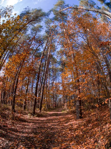 Estrada Floresta Enquanto Primavera Para Outono Transição Com Belos Tons — Fotografia de Stock