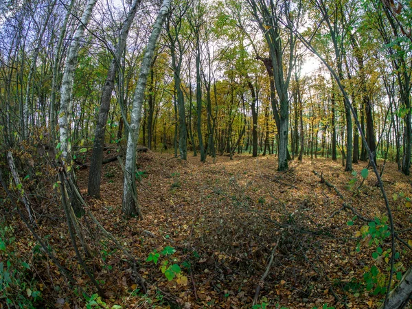 Strada Nel Bosco Mentre Primavera Autunno Transizione Con Belle Tonalità — Foto Stock