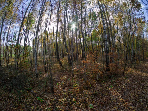 Estrada Floresta Enquanto Primavera Para Outono Transição Com Belos Tons — Fotografia de Stock