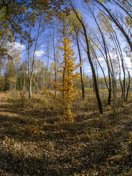 Camino Los Bosques Mientras Que Transición Primavera Otoño Con Hermosos — Foto de Stock