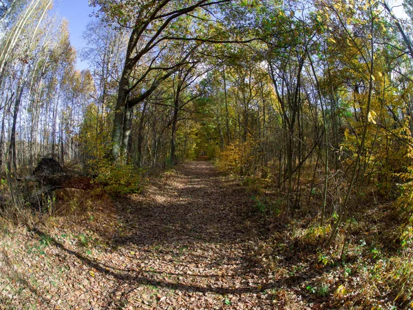 Straße Wald Beim Übergang Von Frühling Den Herbst Mit Schönen — Stockfoto