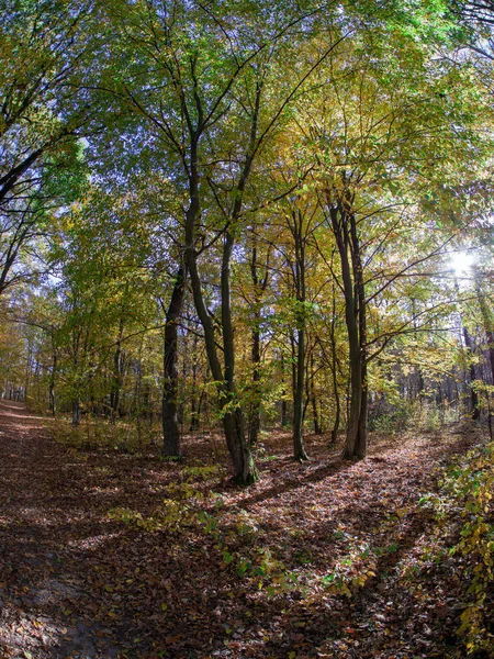 Camino Los Bosques Mientras Que Transición Primavera Otoño Con Hermosos — Foto de Stock