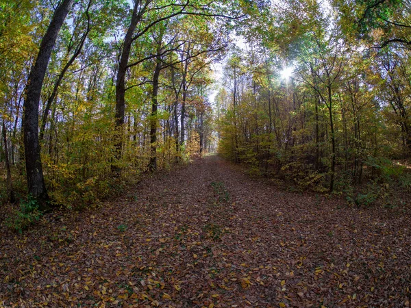 Estrada Floresta Enquanto Primavera Para Outono Transição Com Belos Tons — Fotografia de Stock
