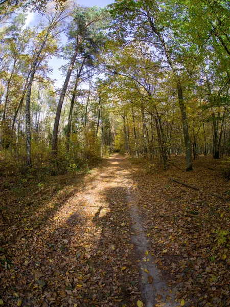 Estrada Floresta Enquanto Primavera Para Outono Transição Com Belos Tons — Fotografia de Stock