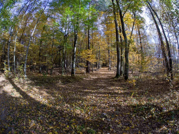春から秋への移行は美しいオレンジと赤を基調としながら森の中の道 — ストック写真