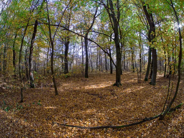 Route Dans Les Bois Pendant Transition Printemps Automne Avec Belles — Photo