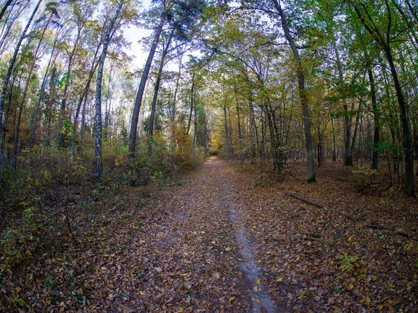 Estrada Floresta Enquanto Primavera Para Outono Transição Com Belos Tons — Fotografia de Stock