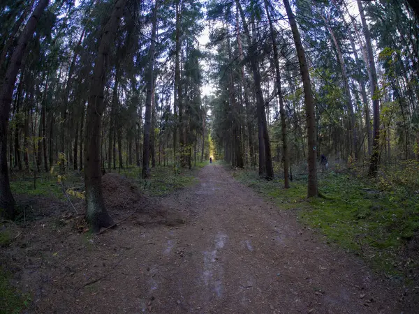 Route Dans Les Bois Pendant Transition Printemps Automne Avec Belles — Photo