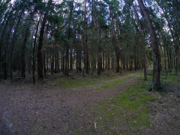 Strada Nel Bosco Mentre Primavera Autunno Transizione Con Belle Tonalità — Foto Stock