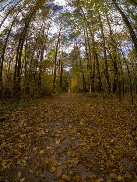 Estrada Floresta Enquanto Primavera Para Outono Transição Com Belos Tons — Fotografia de Stock