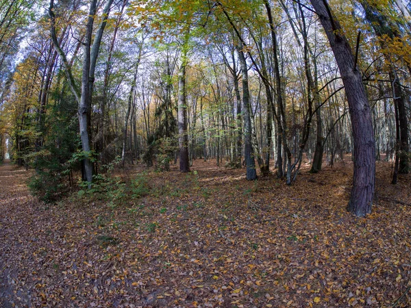 Straße Wald Beim Übergang Von Frühling Den Herbst Mit Schönen — Stockfoto
